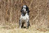 SETTER ANGLAIS 055